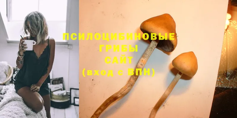 Галлюциногенные грибы Psilocybine cubensis  Заинск 